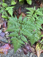 Macrothelypteris torresiana