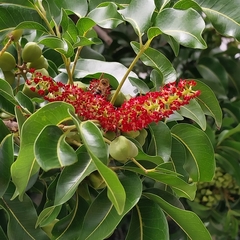 Elattostachys apetala