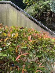 Syzygium myrtifolium