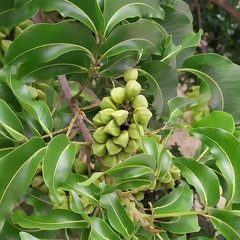 Elattostachys apetala