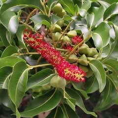 Elattostachys apetala