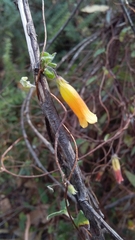 Marianthus bignoniaceus