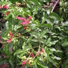 Elattostachys apetala