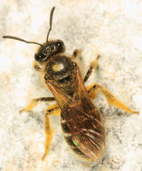 Lasioglossum cinctipes