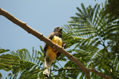 Trogon citreolus