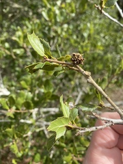 Callirhytis serricornis
