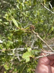 Callirhytis serricornis
