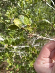 Callirhytis serricornis