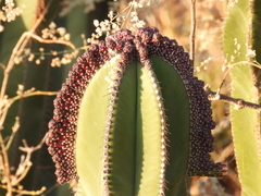 Isolatocereus dumortieri