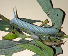 Agrius convolvuli