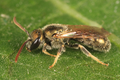Lasioglossum cinctipes