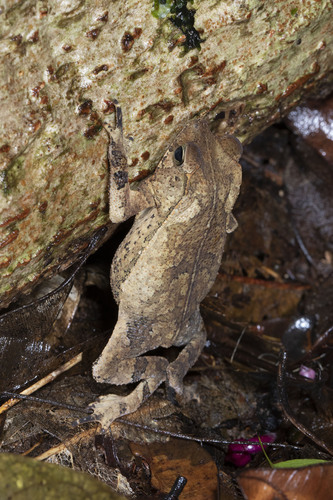 Guiana Shield Leaf Toad, Rhinella lescurei