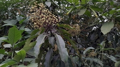 Oreopanax liebmannii