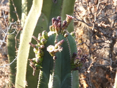 Isolatocereus dumortieri