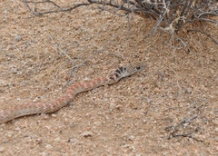 Masticophis flagellum piceus
