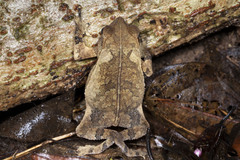 Rhinella lescurei