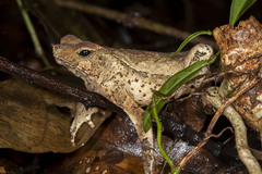 Rhinella lescurei