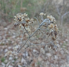 Verbesina virginica