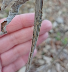 Verbesina virginica