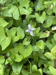 Viola arcuata