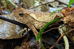 Rhinella lescurei
