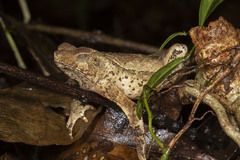 Rhinella lescurei