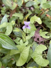 Viola arcuata