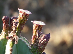 Isolatocereus dumortieri