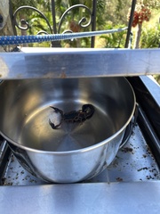 Centruroides gracilis