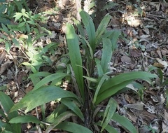 Molineria capitulata