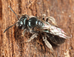 Lasioglossum coeruleum