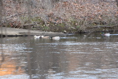 Anas platyrhynchos domesticus