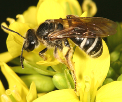 Lasioglossum coriaceum