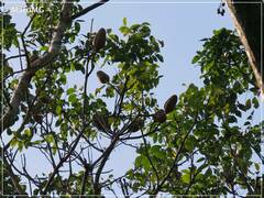 Swietenia macrophylla