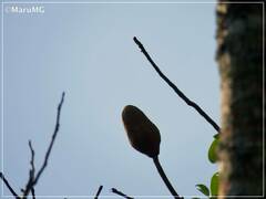 Swietenia macrophylla