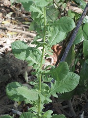 Pseudoconyza viscosa