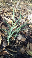 Lomandra multiflora dura