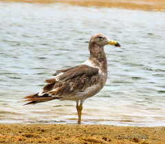 Larus atlanticus