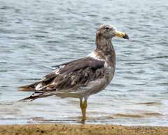 Larus atlanticus
