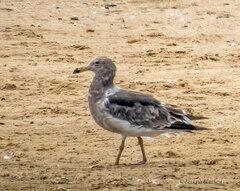 Larus atlanticus