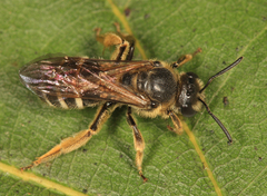 Lasioglossum coriaceum