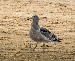 Larus atlanticus