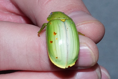 Platycoelia galerana