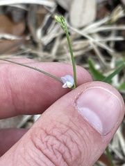 Vicia minutiflora