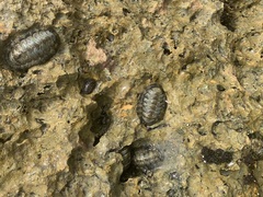 Acanthopleura