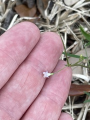 Vicia minutiflora