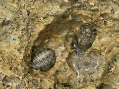 Acanthopleura