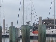 Leucophaeus atricilla