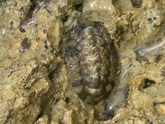 Acanthopleura