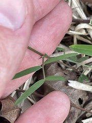 Vicia minutiflora